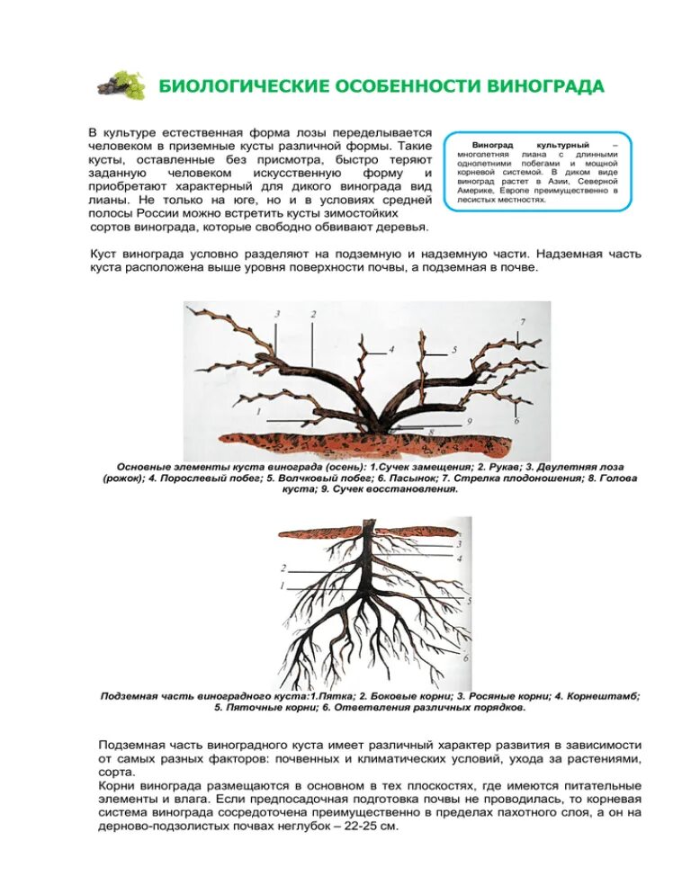 Корневая система винограда глубина. Корневая система винограда Размеры. Росяные корни винограда.