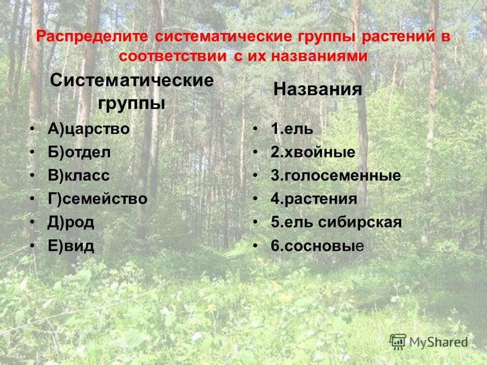 Систематическая группа сосны