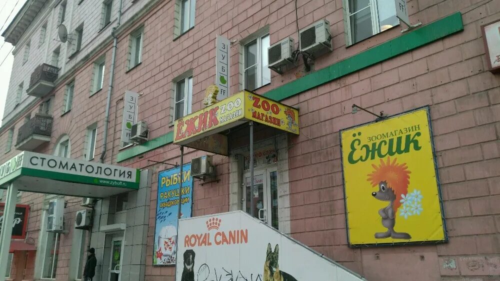 ёжик зоомагазин красноярск. мягкий ежик живой. ежик зоомагазин. зоомагазин зеленокумск. зоомагазин ежик.