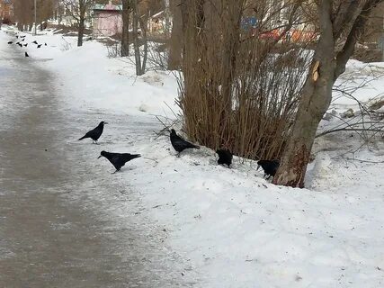 Весну объявили грачи дополнение
