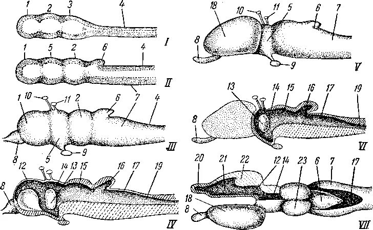 Головной мозг позвоночных животных. Головной мозг рыб и земноводных. Мозг рыбы схема. Эволюция головного мозга рыбы.