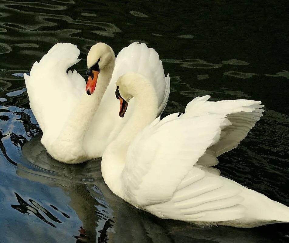 лебедь с птенцами. лебедь кликун и шипун. сын лебедя. красивые лебеди. белый лебедь шипун.