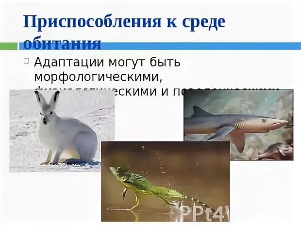 Приспособленность орла к среде обитания