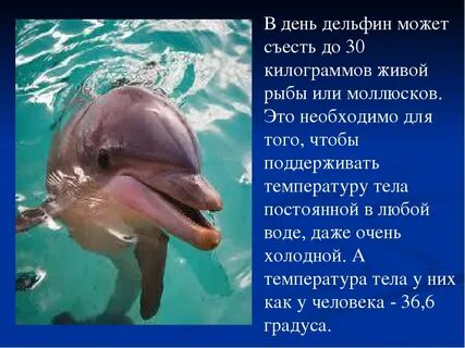 Водные обитатели сообщение 5 класс