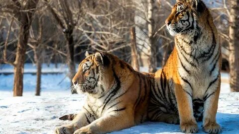 Красивые амурские тигры