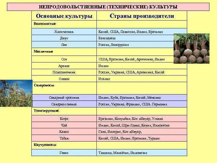 Основные культуры растениеводства таблица. Выращивание технических культур. Основные отрасли растениеводства. Технические культуры таблица. Крупные производители технических культур