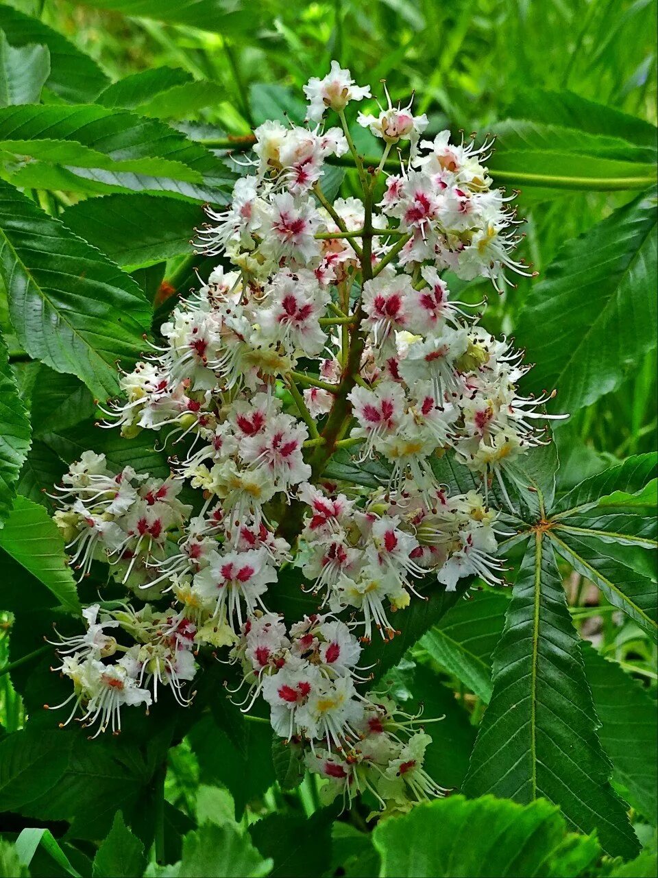 Цветок конский. Конский каштан обыкновенный aesculus hippocastanum. Каштан конский соцветие. Каштан конский (aesculus). Каштан конский мелкоцветковый.