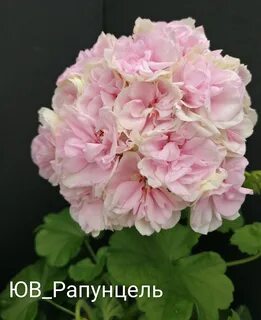 Пеларгония купидон