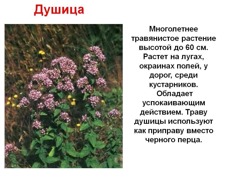 Определение травянистых
