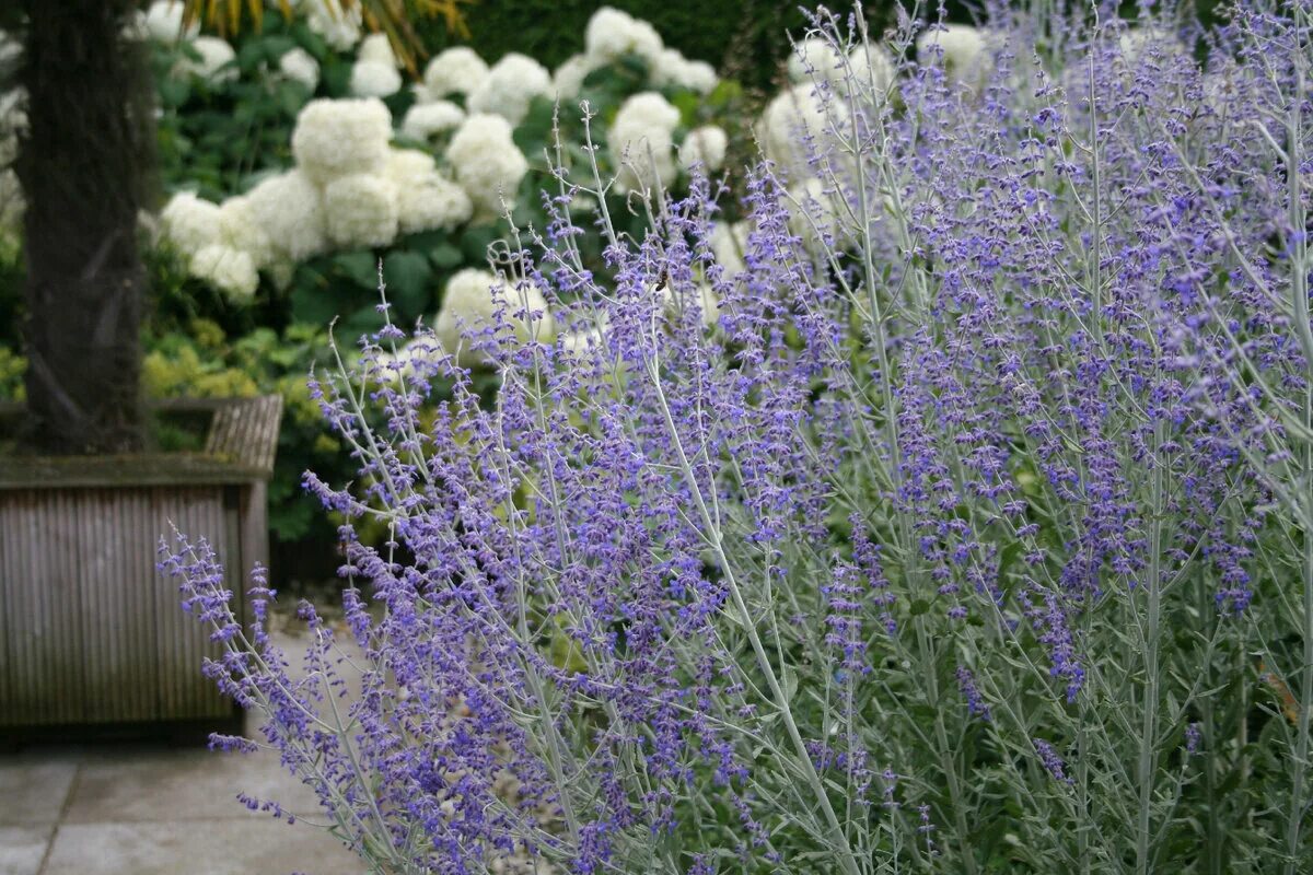 Перовския лебедолистная Блю Стил (Perovskia atriplicifolia Blue Steel) Р9 - Пито