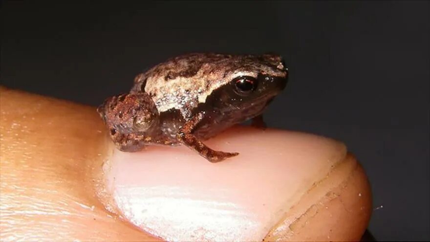 лягушка квакша. самая маленькая лягушка. Paedophryne на руках. самая маленькая лягушка. лягушка.