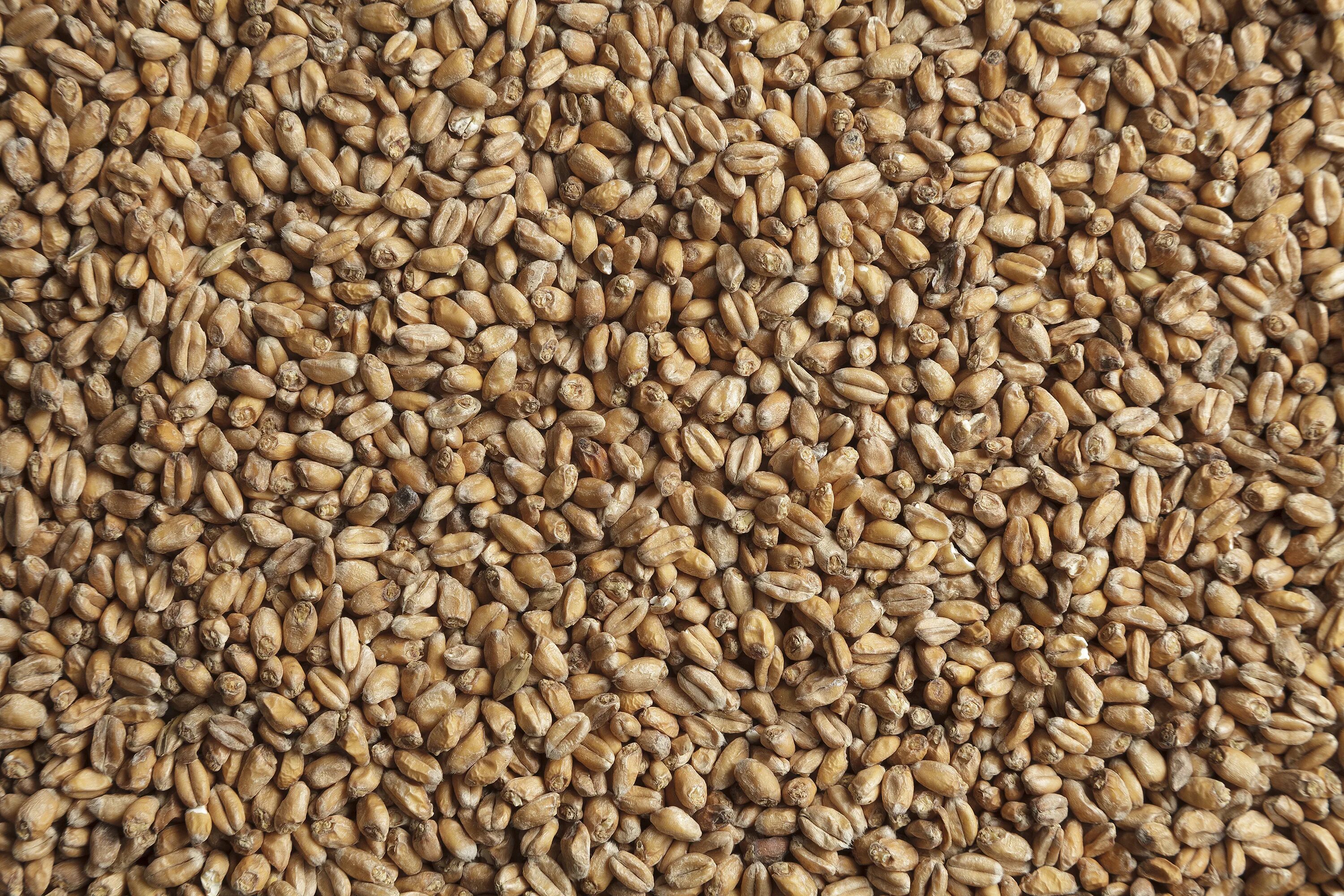 Солод что это такое. Пшеничный солод. солод munich malt. solod пшеничный. солод пшеничный бельгия mdc.