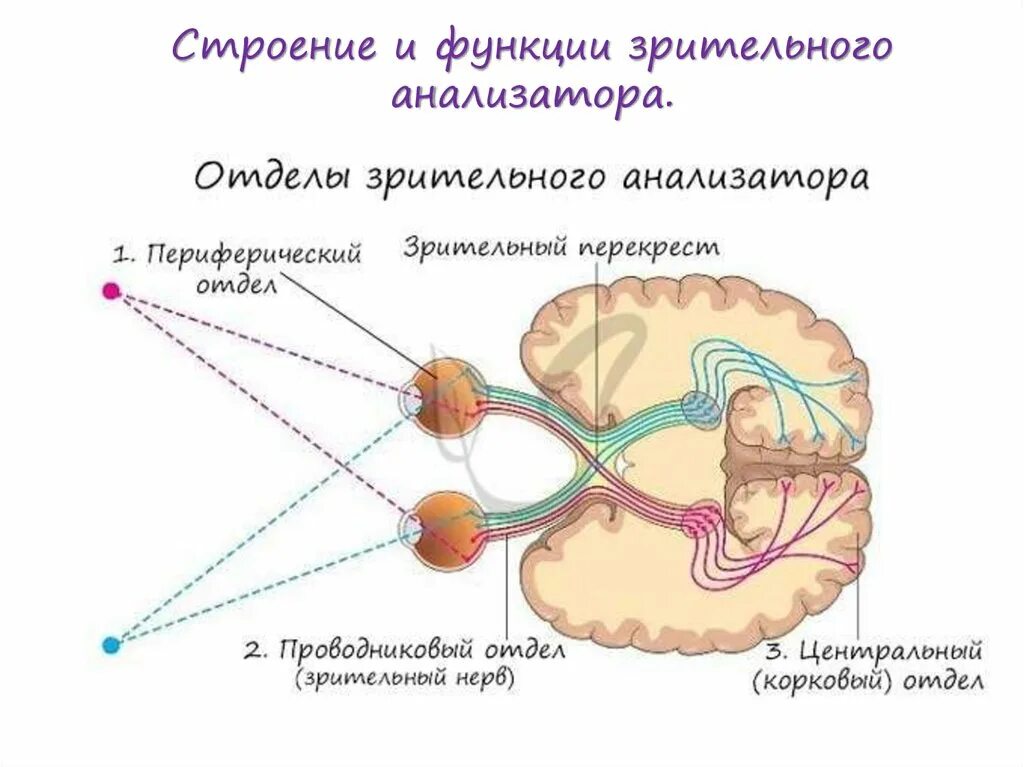 Строение зрительного анализатора. Проводниковый отдел зрительного анализатора. Проводниковый отдел зрительного анализатора схема. Схема периферического отдела зрительного анализатора. Строение периферического отдела зрительного анализатора схема.