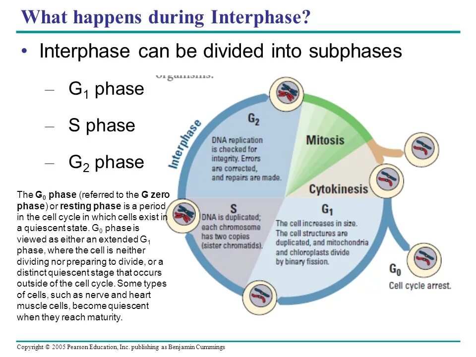 Слова happening happened. What is the Interphase. What happens happens. What happened. Dnt in Interphase.