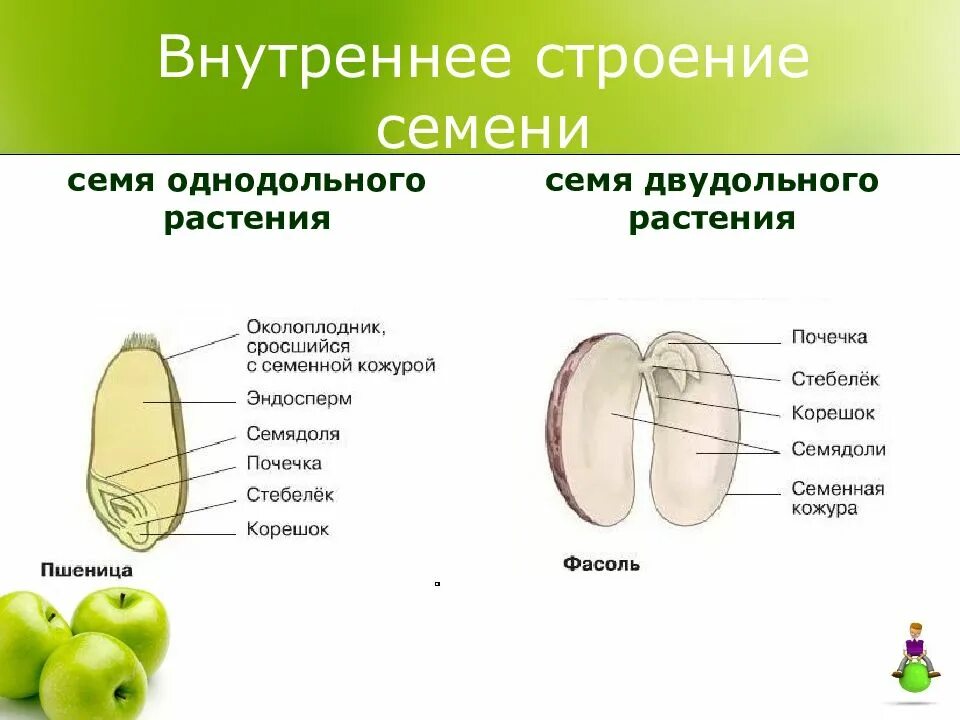 Схема однодольного растения. Внутреннее строение двудольных растений. схема строения двудольного растения. схема строения однодольного растения. строение семени плод 6 класс биология.