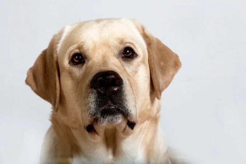 Лабрадор ретривер голова. Морда лабрадора. Лабрадор ретривер морда. Лабрадор ретривер голова. Лабрадор ретривер шоколадный.