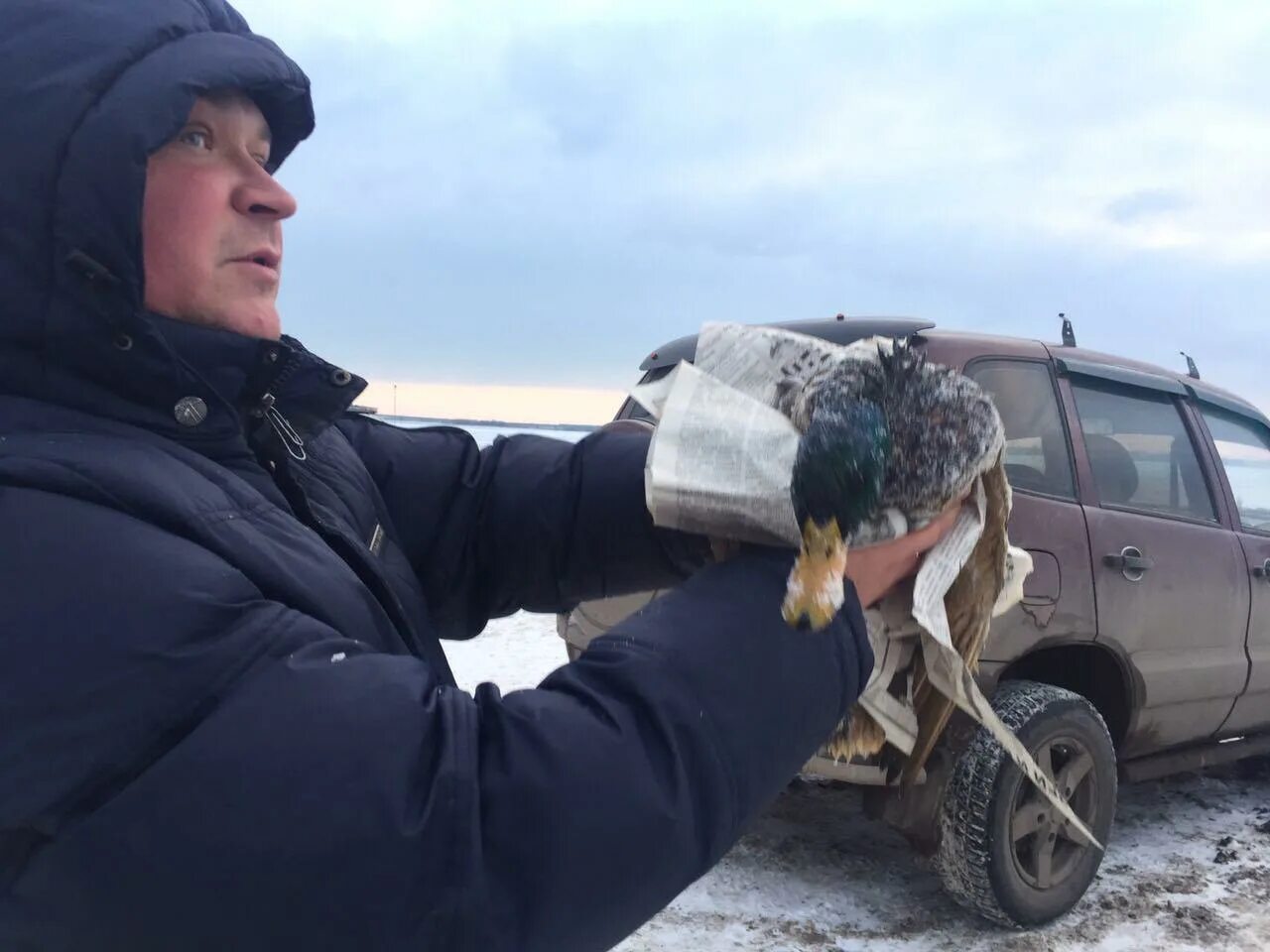 Утка саратов. Утки спасатели. Мелеуз набережная утки. Утки на набережной Саратова. Селезень Саратов бандиты.