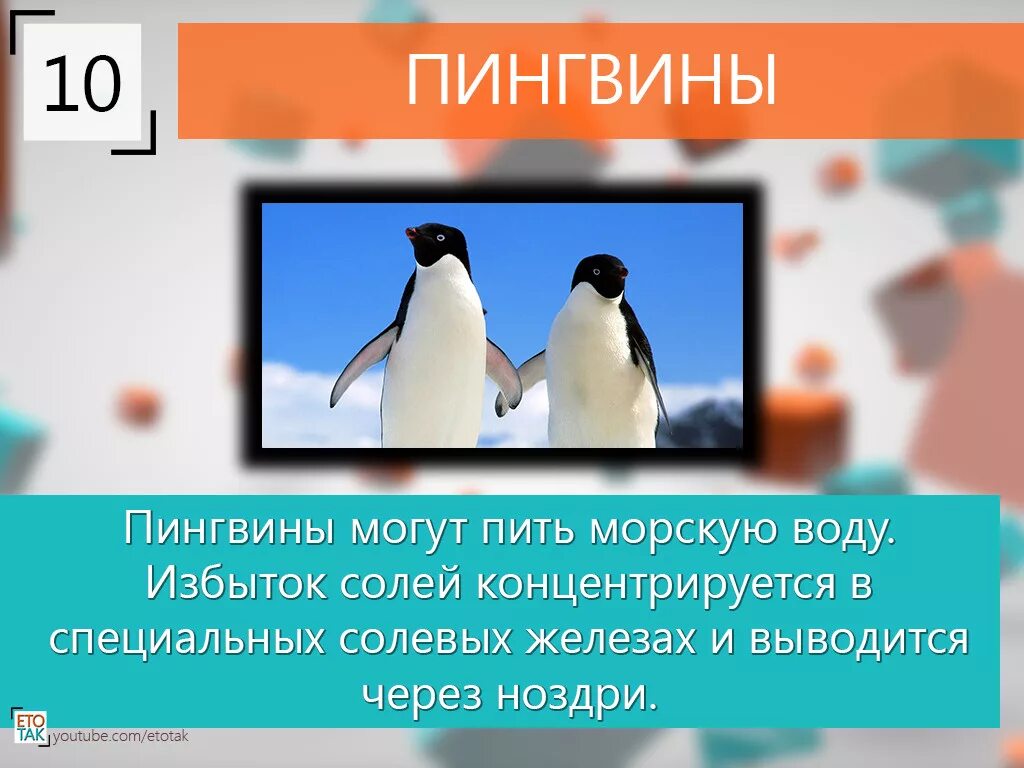 У какого пингвина всегда есть действие. Пингвины пьют морскую воду. Солевой Пингвин. Представители пингвинов. Железы пингвинов.