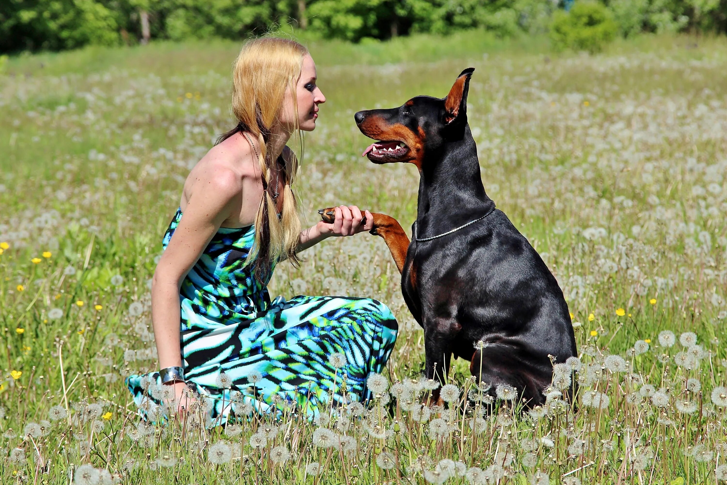 Бигль дрессура. Dog raising. Dog raising. Дрессированный доберман. Лапа хаски.