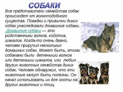 Система любого животного