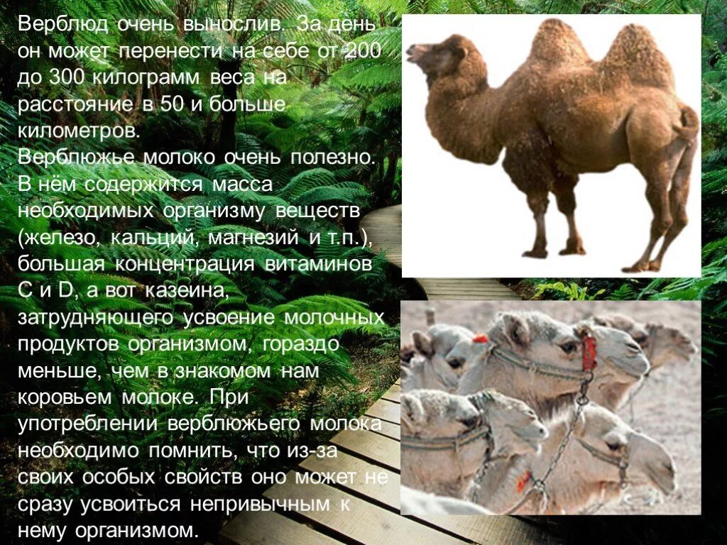 интересные фоктыо верблюдах. чем полезен верблюд. чем полезен верблюд. чем полезен верблюд. рассказ про верблюда.