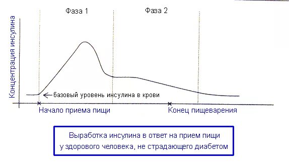 Повышенное содержание инсулина. Цикл инсулина. уровень инсулина в крови. график инсулина у здорового человека. уровень инсулина после приема пищи.