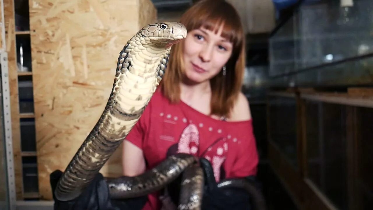 Включи видео про змеей. Кобра Ханна. Королевская Кобра домашняя. Змеи кобры. Змея Кобра Королевская.