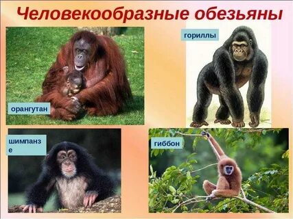 Шимпанзе какой отряд