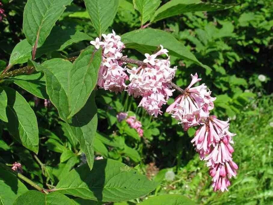 Цветы похожие на куст. Сирень пониклая. Syringa yunnanensis сирень Юньнаньская. Сирень Звегинцева (Syringa sweginzowii). Сирень Комарова пониклая.