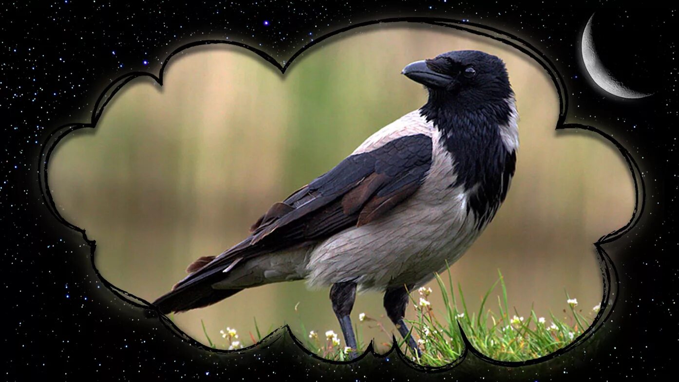 ворон или ворона. снится ворона. к чему снится ворон. приснилась ворона черная. ворона во сне к чему снится.