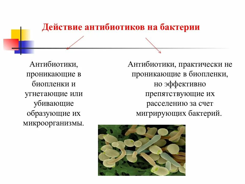 Бактерии гибнут от. Антибиотики проникающие в биопленки бактерий. Антибиотики образуемые бактериями. Бактерии образующие антибиотики. Влияние антибиотиков на бактерии.