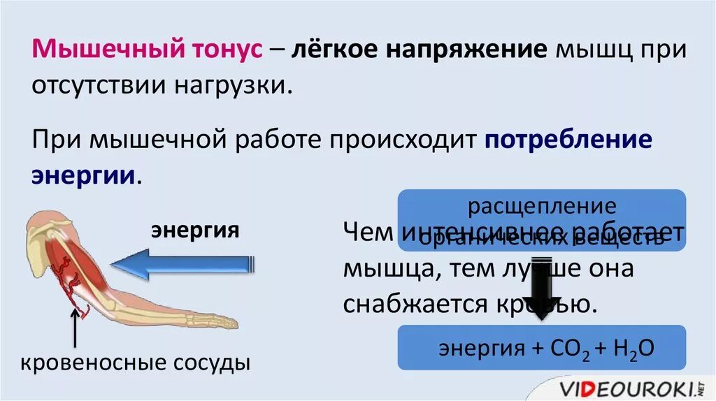 Тонус мышц. Понятие о тонусе мышц. Для повышения тонуса скелетных мышц. Нормальный тонус мышц. Как отличить тонус