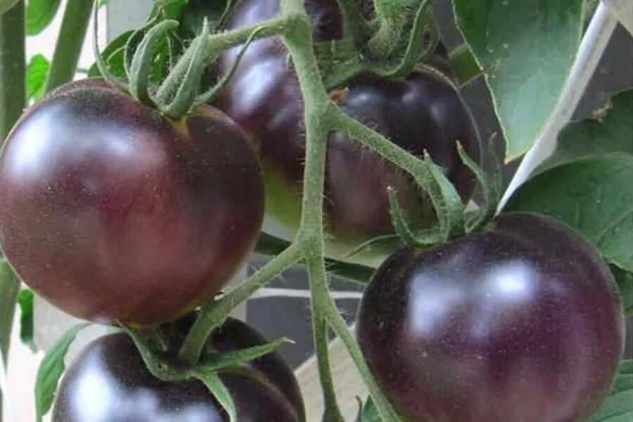 томат отец рейн. томат медовая капля f1. томат какаду розовый 0,05г гавриш. биотехника сорт семян томатов. томат фатер рейн семена.