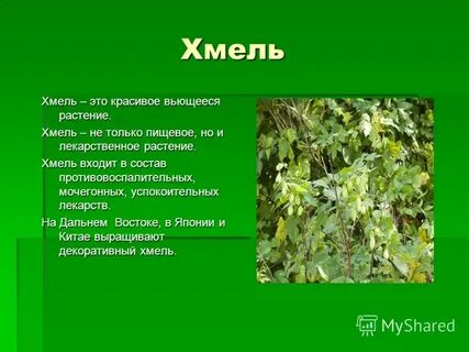 Лекарственное растение 8