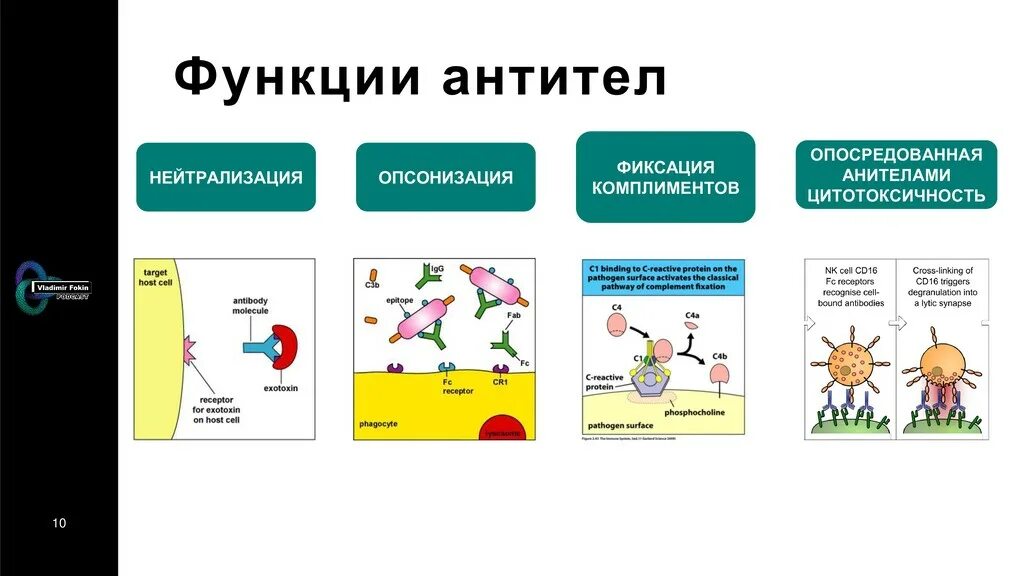 Функции антител иммунология. Функции антител опсонизация. Роль антител в организме. Функции антител нейтрализация.
