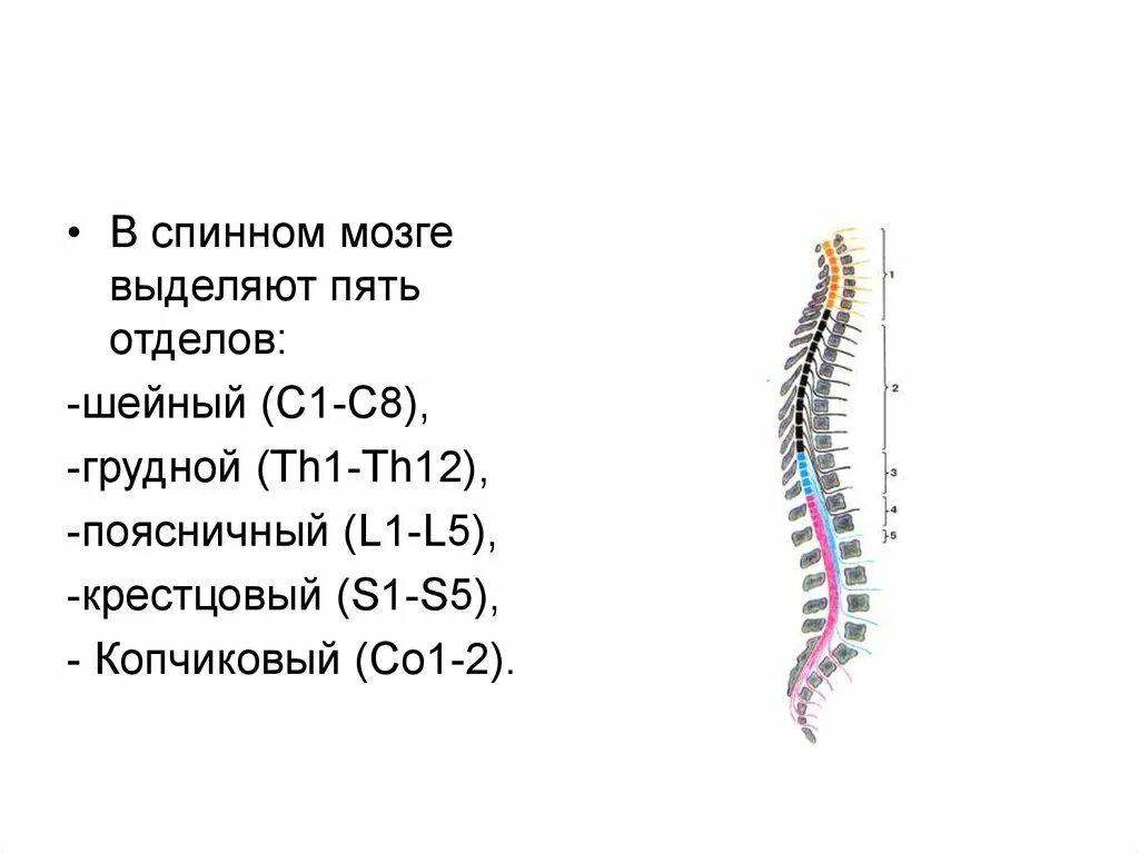 Сегменты спинного мозга и позвонки. Спинной мозг шейный отдел грудной отдел. 5 Отделов спинного мозга. Строение сегмента спинного мозга.