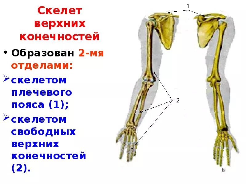 Скелет пояса верхних конечностей (плечевого пояса). Кости свободной верхней конечности схема. Кости пояса верхней конечности человека анатомия. Скелет свободной верхней конечности анатомия. В скелет верхних конечностей входит