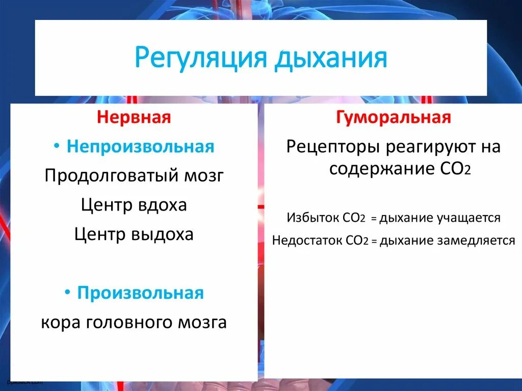 Центр произвольных дыхательных движений. Регуляция деятельности дыхательной системы. Нервная и гуморальная регуляция дыхательной системы. Регуляция дыхательных движений схема. Два способа регуляции дыхания.