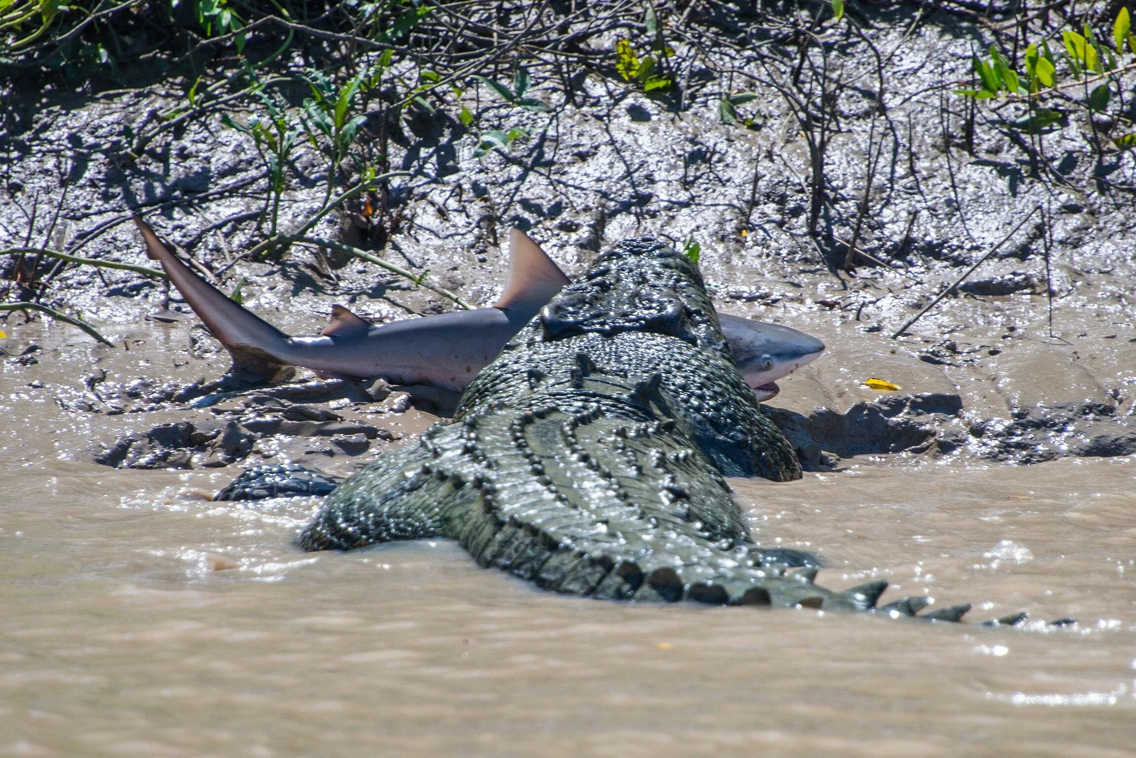 Гребнистый крокодил ест акулу. Гребнистый крокодил против акулы. Гребнистый крокодил в Австралии. Схватки крокодилов