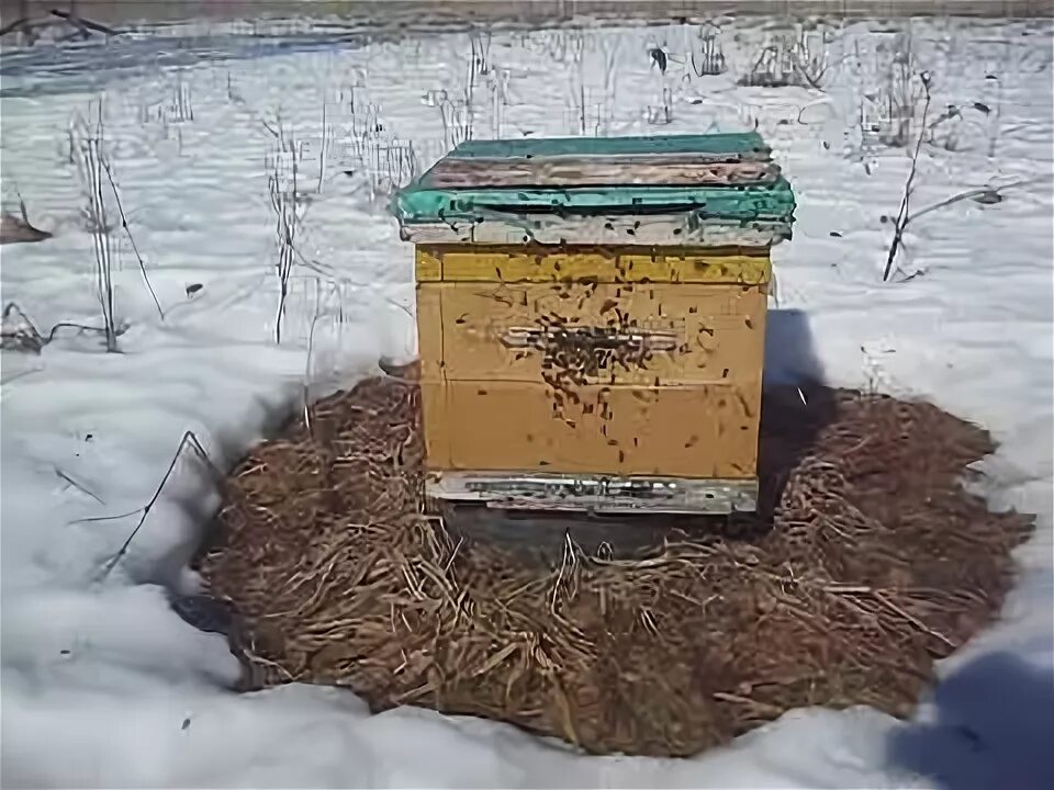 Пчелы весной после зимовки. Весенний облет пчел. Первый облет пчел. Первый облет пчел весной. Первый облет пчел после зимы.