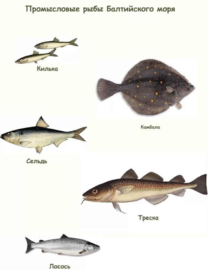 Обитатели балтийского. Промысловые рыбы Баренцева моря. Промысловые рыбы Балтики. Промысловая рыба в Балтийском море. Морская рыба Балтийское море.
