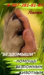 Нужно помогать бездомным животным