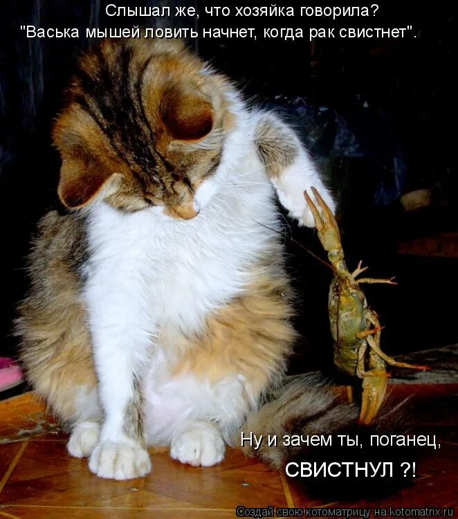 Смешные мемы про животных. Отдайте львов сами наловите. Получай леща. Сама лови. Сама лови.