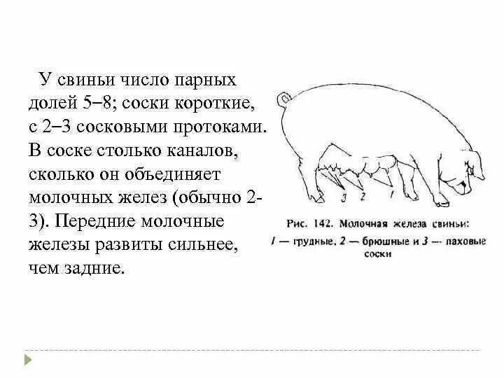 Молочная железа свиньи строение. Молочные железы свиньи анатомия. Строение молочной железы свиноматок. Строение молочных желез свиньи. Оценка свиней