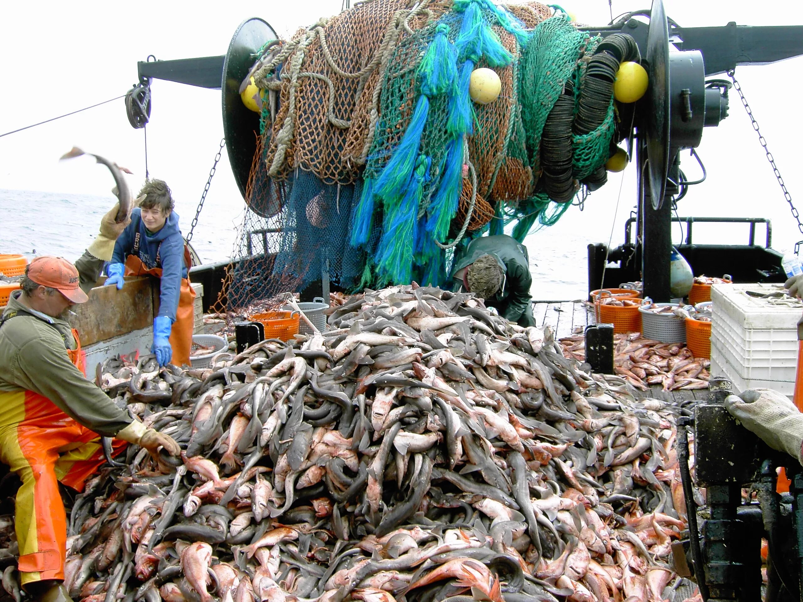 Где добыть рыбу. Промысел рыбы. Добыча рыбы. Промышленный лов рыбы. Добыча рыбы в море.