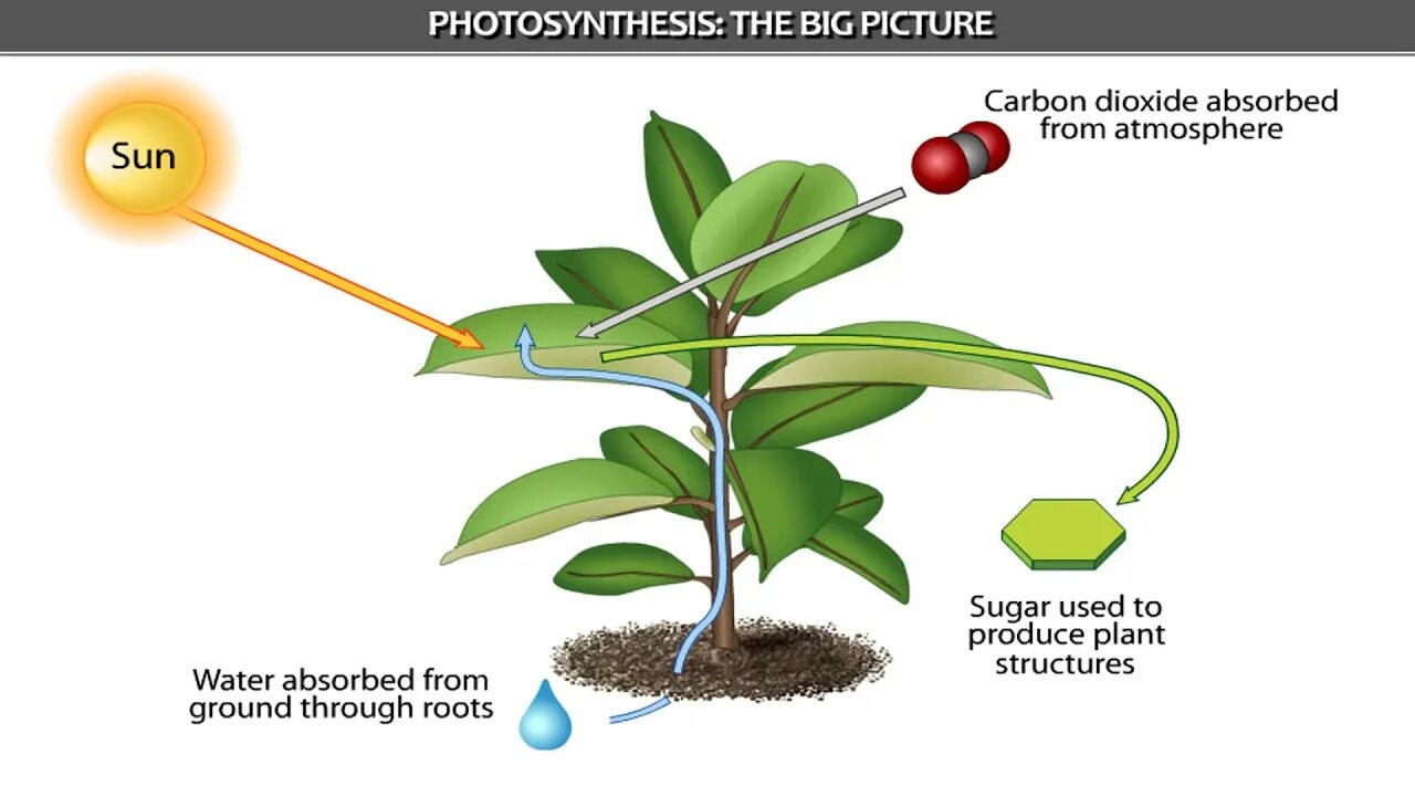 Влияние какого условия на процесс фотосинтеза. Фотосинтез. Фотосинтез и урожай. Продуктивность фотосинтеза. Факторы фотосинтеза у растений.