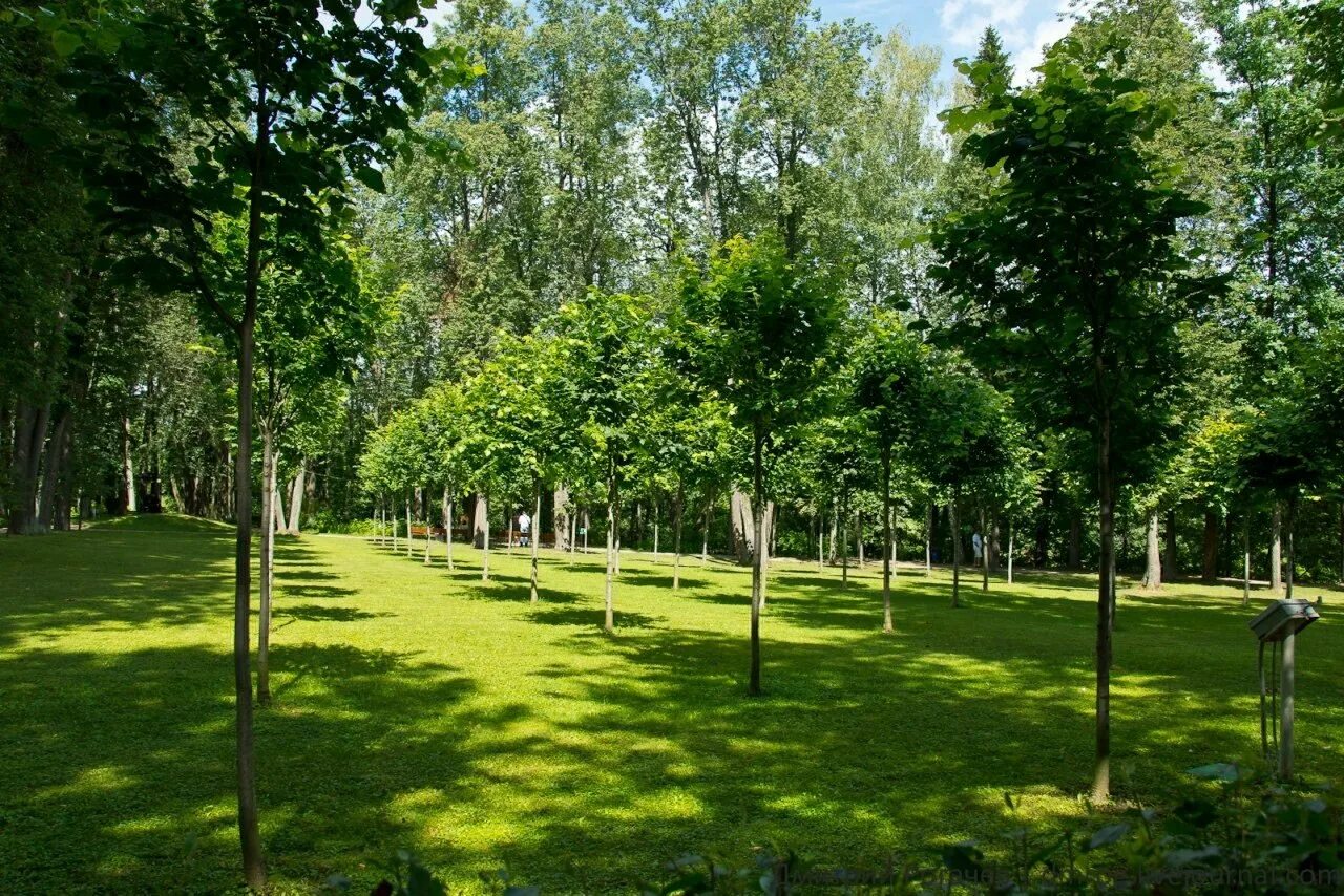 Городские зеленые зоны. Роща Кенконс. Парк Липовая роща. Конногвардейский бульвар зеленые насаждения. Дубовая аллея Луизиана.