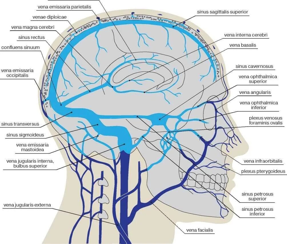 Венозная дисциркуляция головного мозга. Вена Галена головного мозга. Венозные синусы головного мозга анатомия. Вены синусы твердой мозговой оболочки. Сигмовидный синус и внутренняя яремная Вена.
