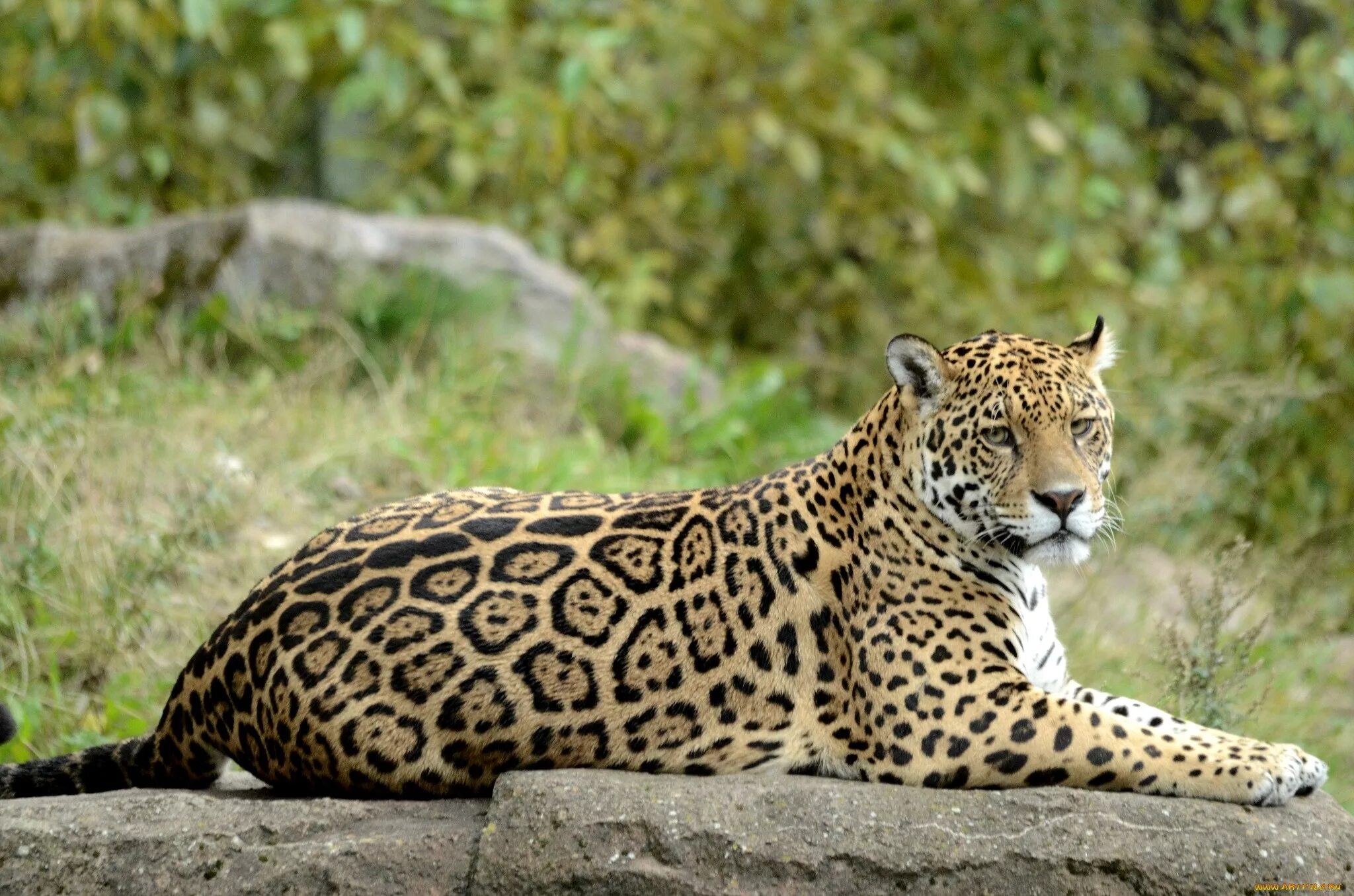 Жи вотные. Пятнистый Ягуар. Парагвайский Ягуар. Ягуар Panthera onca. Ягуар животное.