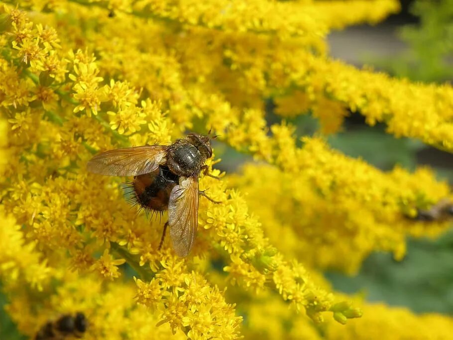 Растения от мух. Муха желтого цвета. Желтое летающее насекомое. Пчелы на желтых цветах. Желтые цветы медоносы.